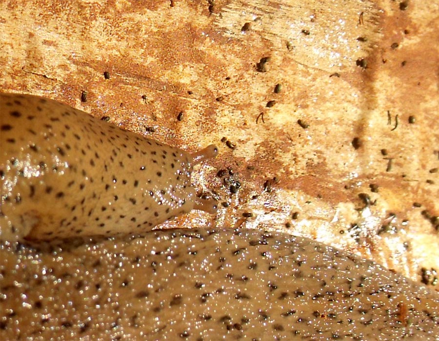 Limax millipunctatus sensu Forcart dal Gargano (FG)